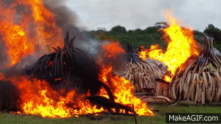 Kenya destroys 100 tons of Ivory, April 30th, 2016
